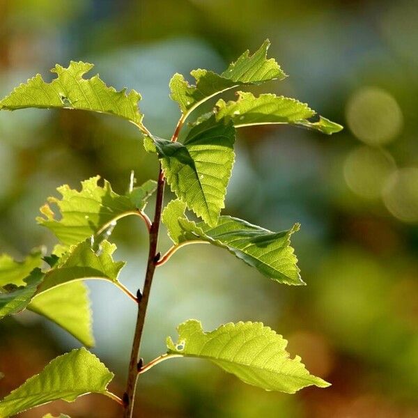 Prunus pensylvanica 其他