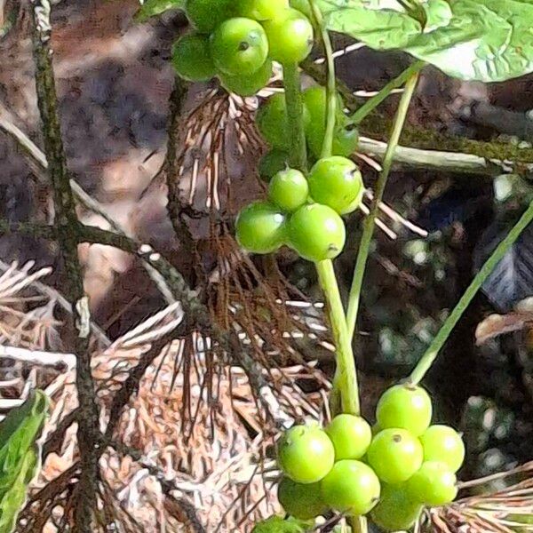 Dioscorea communis Плод