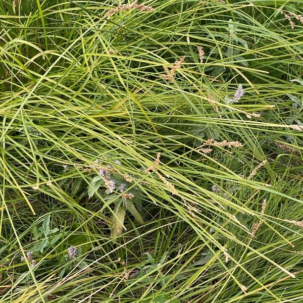 Carex diandra आदत