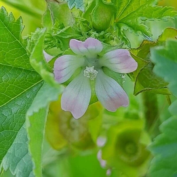 Malva parviflora Квітка