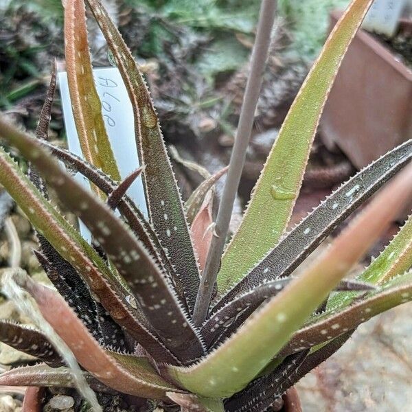Aloe albiflora Folla