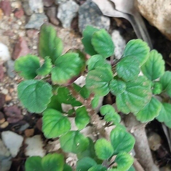 Plectranthus ernstii Hostoa