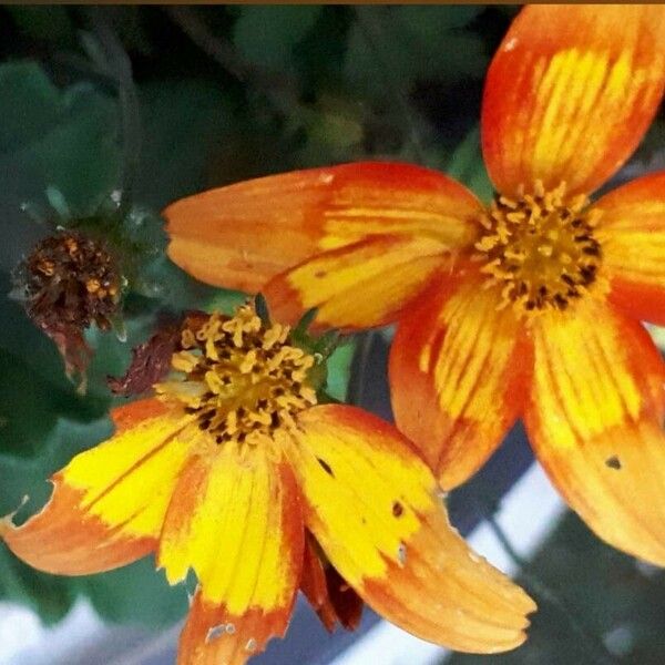 Bidens triplinervia Flower