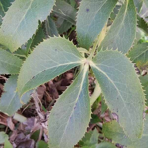 Helleborus argutifolius Leaf