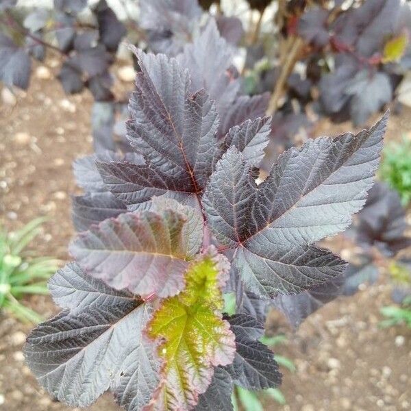 Physocarpus opulifolius Leaf