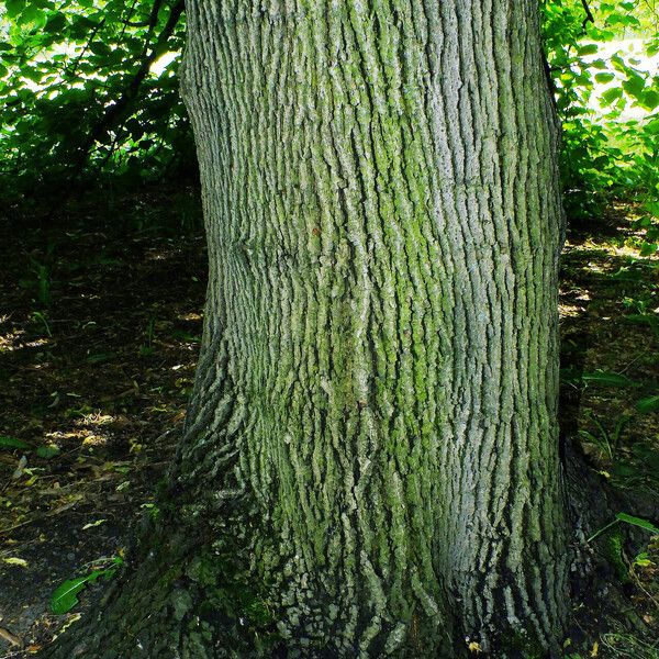 Tilia platyphyllos Bark