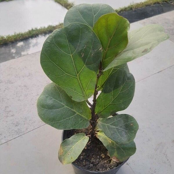 Ficus lyrata Ліст