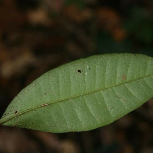 Myrcia decorticans Leaf