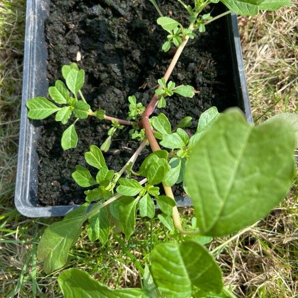 Amaranthus blitum 葉