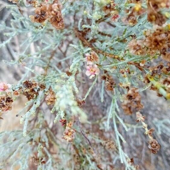 Anabasis articulata പുഷ്പം