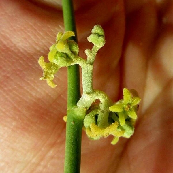 Leptadenia pyrotechnica Flor