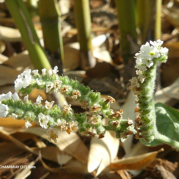 Heliotropium europaeum ফুল