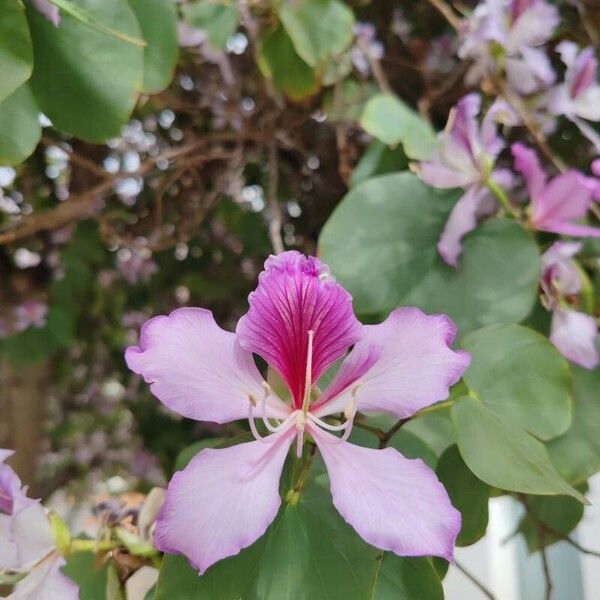 Bauhinia purpurea Blüte