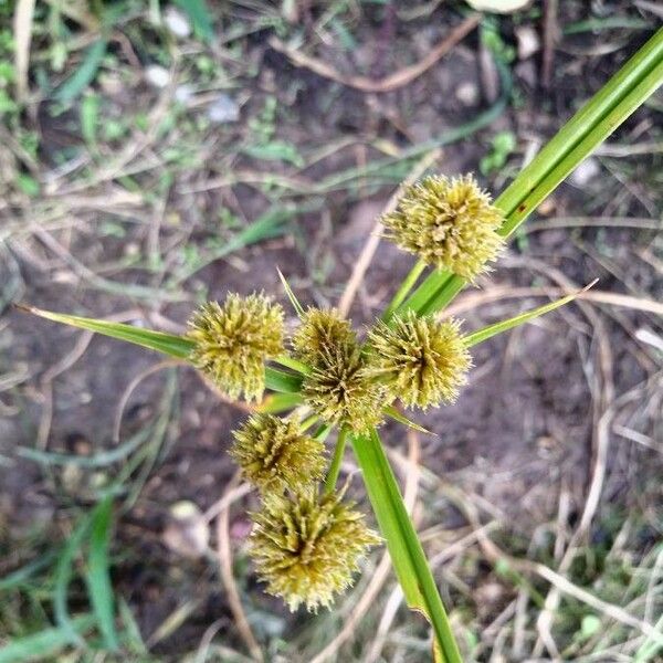 Cyperus difformis 花