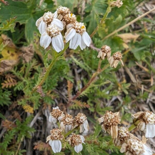 Achillea erba-rotta Λουλούδι