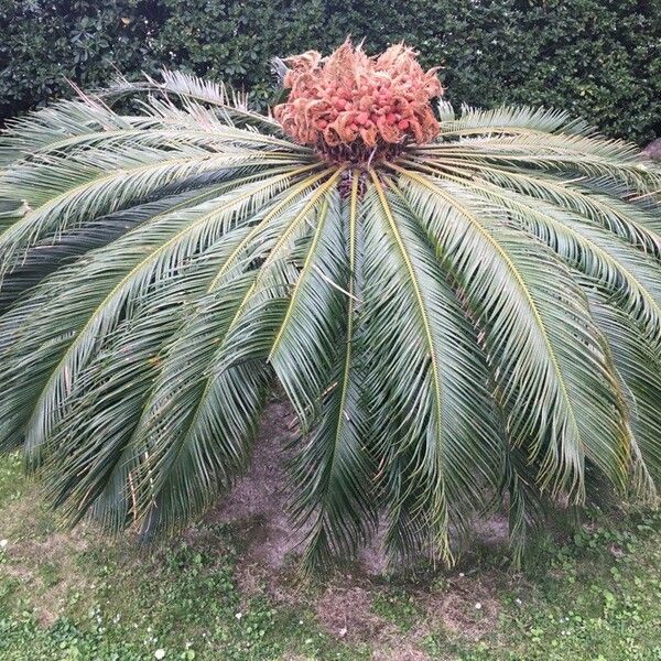 Cycas revoluta Habit