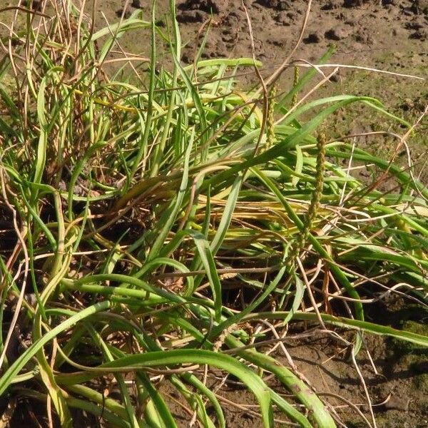 Plantago maritima Kwiat