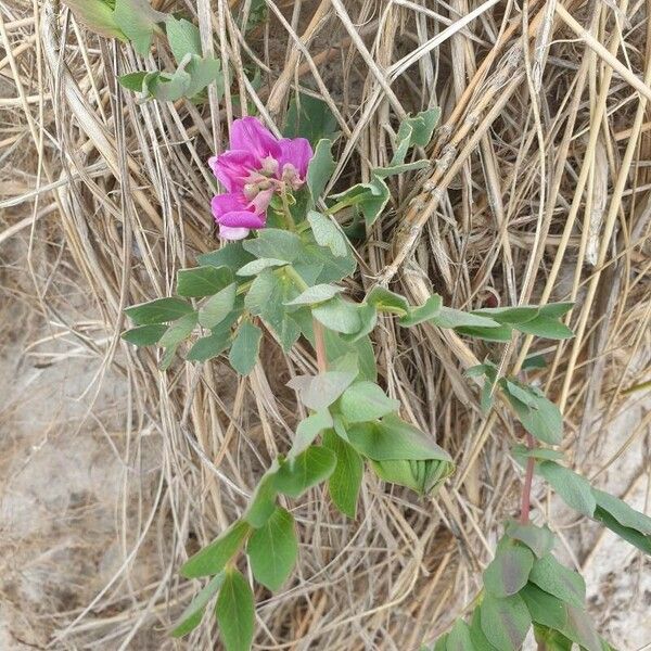 Lathyrus japonicus പുഷ്പം