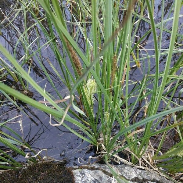 Carex rostrata Flor