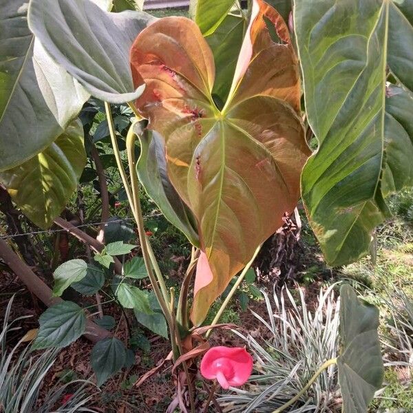 Anthurium faustomirandae পাতা