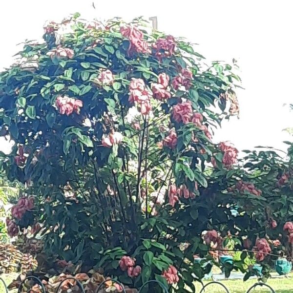 Mussaenda philippica Flower