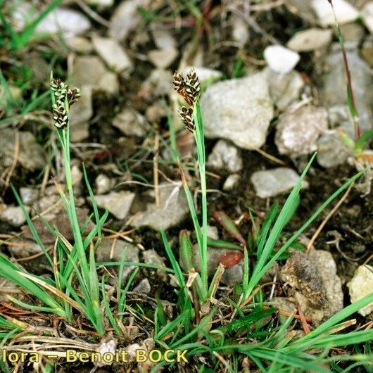 Carex bicolor 形态