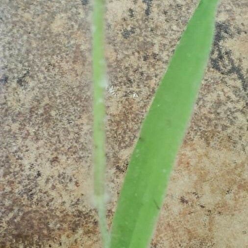Dichanthelium oligosanthes Leaf