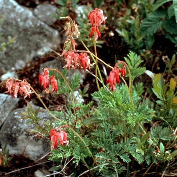 Dicentra eximia Yeri