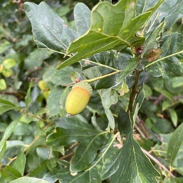 Quercus robur Ffrwyth