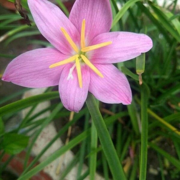 Zephyranthes carinata 花