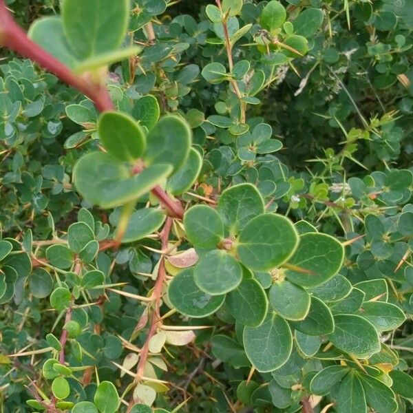 Berberis microphylla Лист