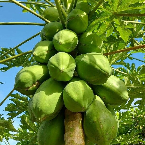 Carica papaya 果