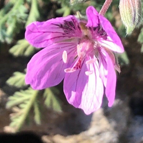 Erodium glandulosum Flower