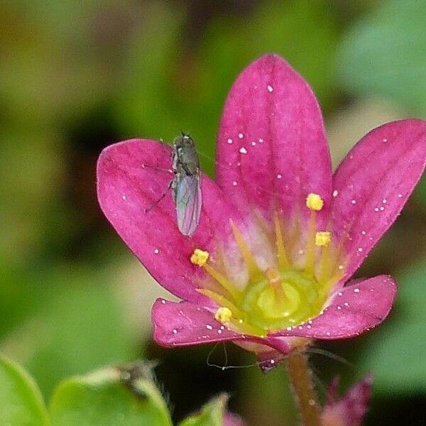 Saxifraga rosacea Flower