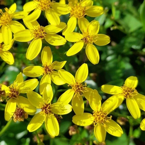 Senecio angulatus Žiedas