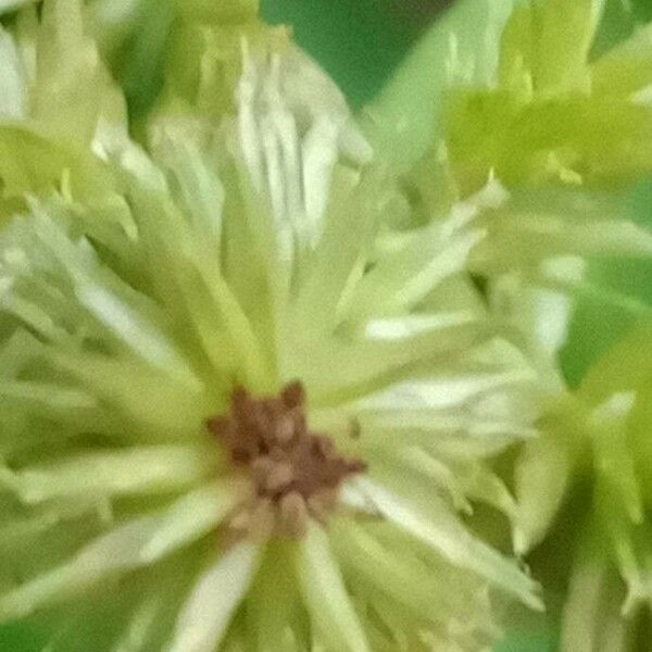 Cyperus ligularis Flower