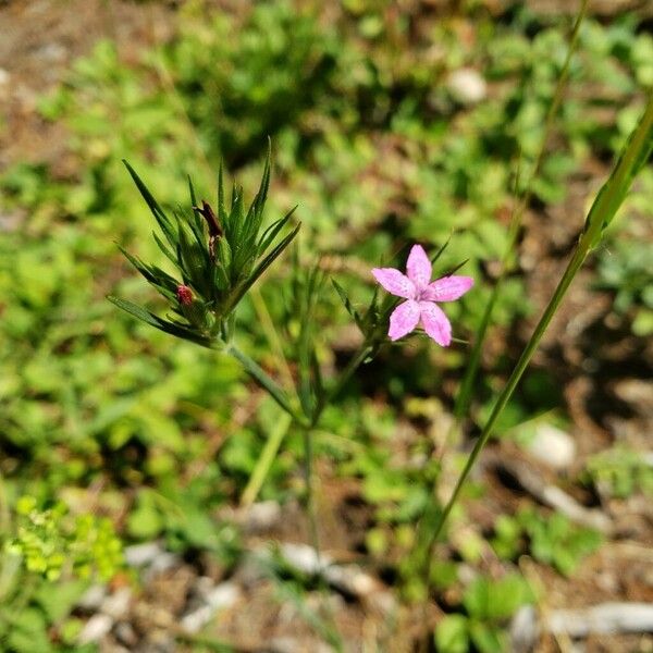 Dianthus armeria Blomma