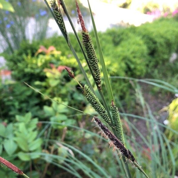 Carex nigra Flower