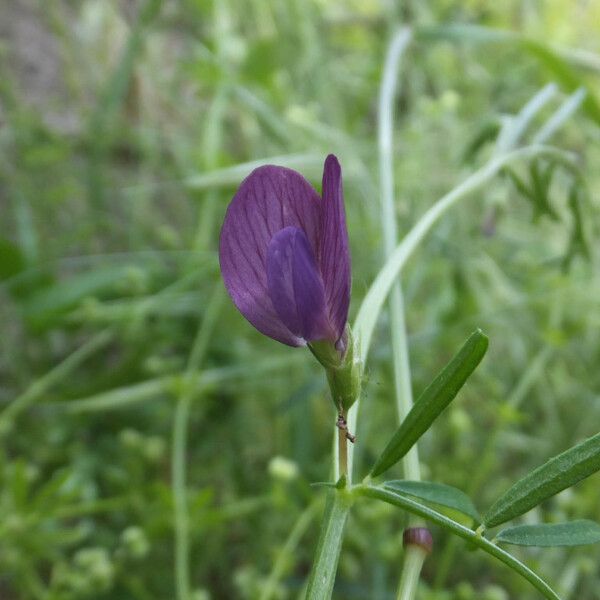 Vicia peregrina Floare