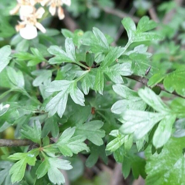 Crataegus azarolus Folio