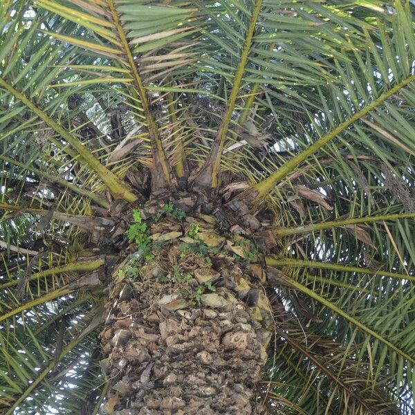 Phoenix canariensis 葉