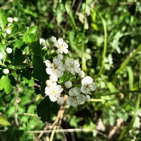 Crataegus azarolus 花