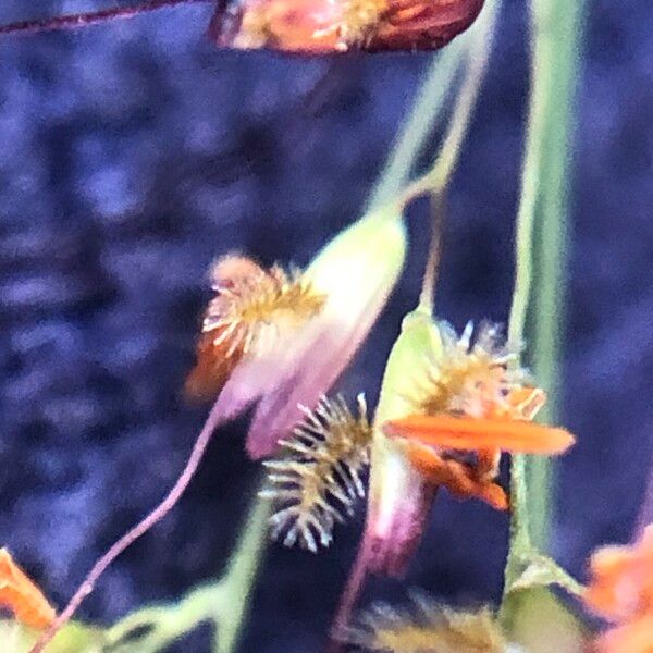 Melinis minutiflora Flower