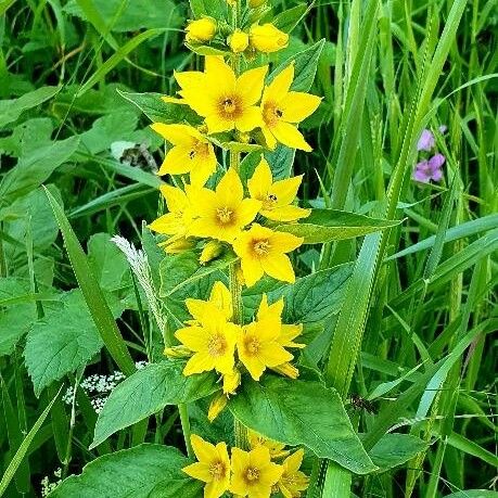 Lysimachia punctata Flower