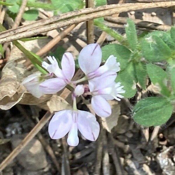 Polygala calcarea 花