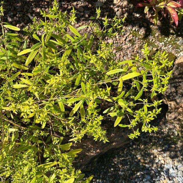 Hypericum prolificum Habitus