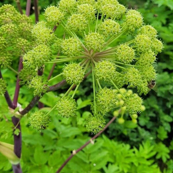 Angelica archangelica Цветок