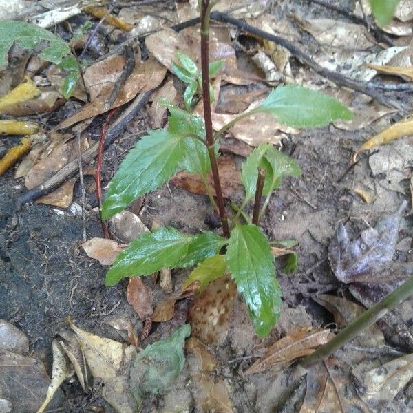 Eupatorium serotinum Yaprak