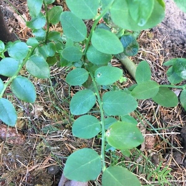 Vaccinium parvifolium Folha