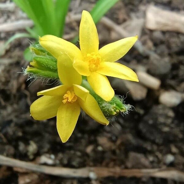 Hypoxis decumbens 花